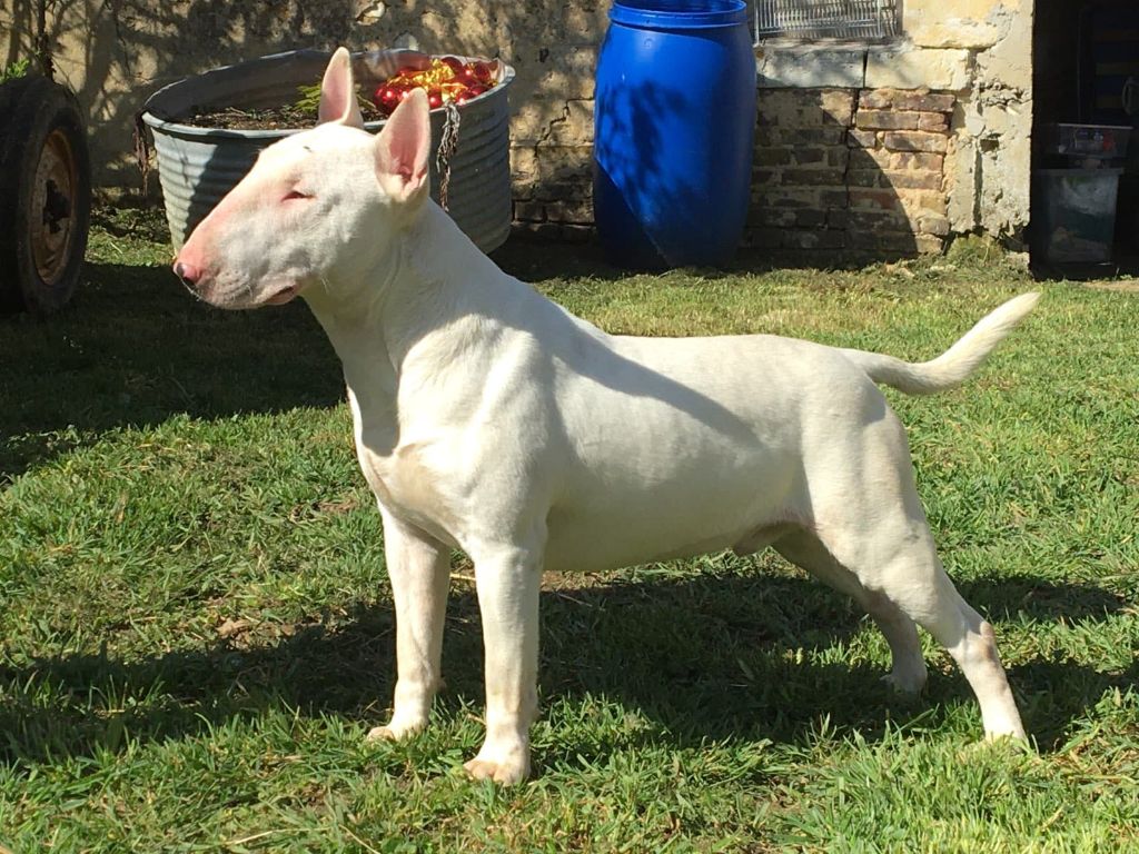 Pearl De Geronimo's Bull