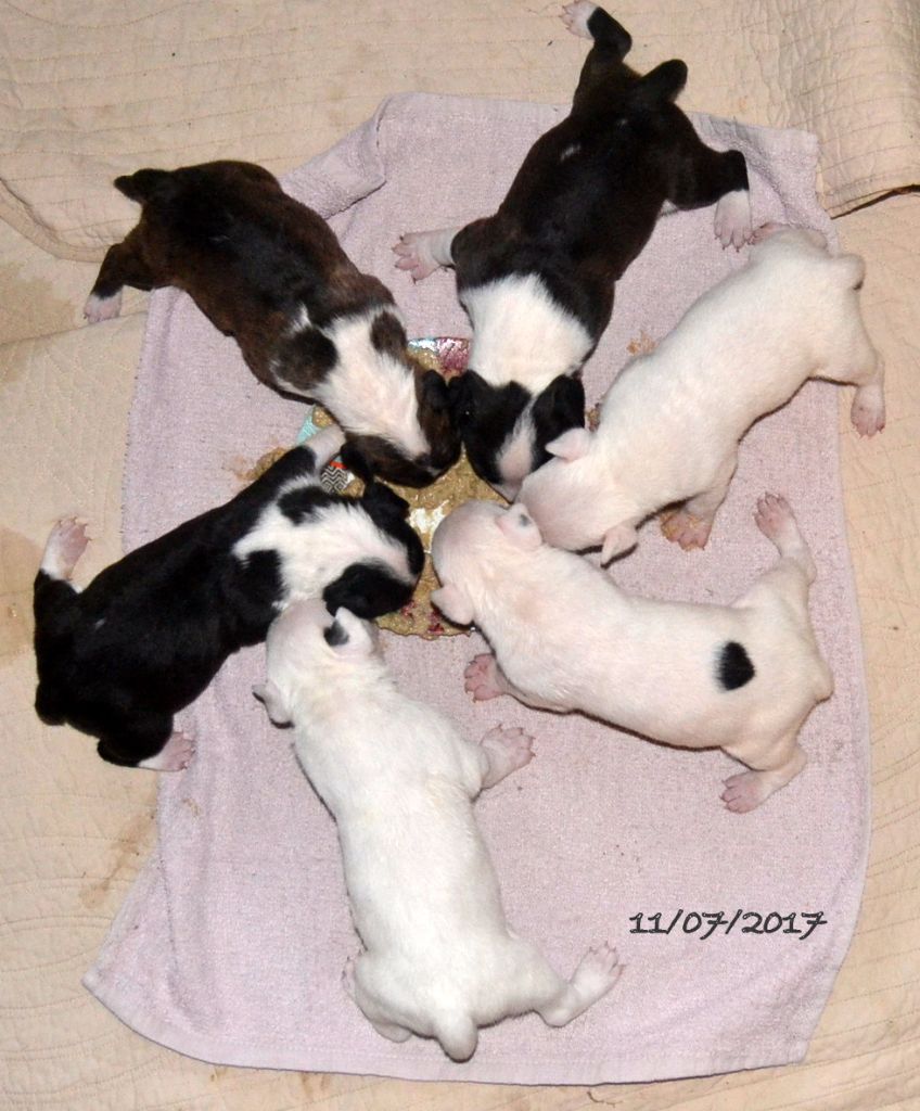 De Geronimo's Bull - Bull Terrier - Portée née le 19/06/2017