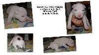 CHIOT
