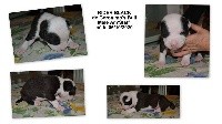 CHIOT