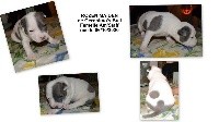 CHIOT
