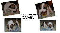 CHIOT