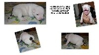 CHIOT